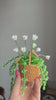 bead pot plant